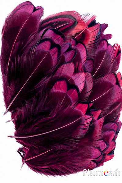 Fazant van Colchis - 3-5 cm - aubergine